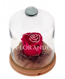 Trandafir criogenat roz-ciclam